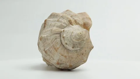 Seashell. seashell spins slowly on a white background Stock Footage 129410773