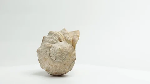 Seashell. seashell spins slowly on a white background Stock Footage 129411016