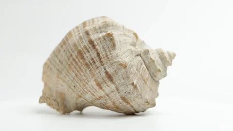 Seashell. seashell spins slowly on a white background Stock Footage 129697217