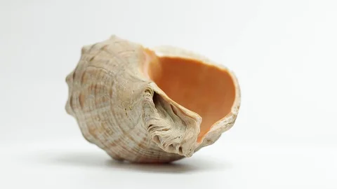 Seashell. seashell spins slowly on a white background Stock Footage 129697569