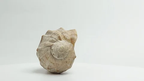 Seashell. seashell spins slowly on a white background Stock Footage 129697614