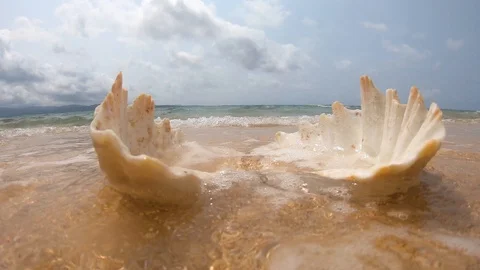 Seashell on a seashore. Stock Footage 106648780