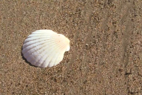 Seashell by the seashore - NTSC Video stock 844483