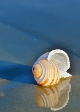 Seashell on the seashore Stock Photos