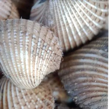 Seashell in seaside Stock Photos