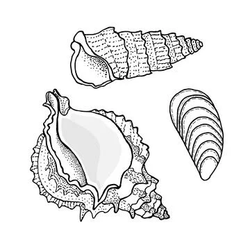Seashell set. Nature ocean aquatic underwater vector seashells 스톡 일러스트