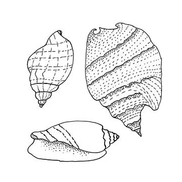 Seashell set. Nature ocean aquatic underwater vector seashells Stock Illustration