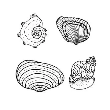 Seashell set. Nature ocean aquatic underwater vector seashells Stock Illustration