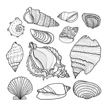 Seashell set. Nature ocean aquatic underwater vector seashells Stock Illustration