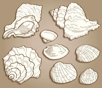 Seashell set in vintage style Stock Illustration