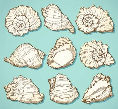 Seashell set in vintage style Stock Illustration