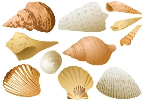 Seashell Set on White Background Stock Illustration