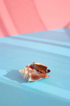 Seashell with shade on the blue background. Creative colorful minimalism. Stock Photos