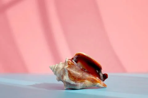 Seashell with shade on the blue background. Creative colorful minimalism. Foto stock