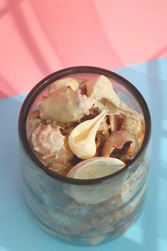 Seashell with shade on the blue background. Creative colorful minimalism. Stock Photos