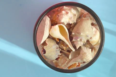 Seashell with shade on the blue background. Creative colorful minimalism. 스톡 사진