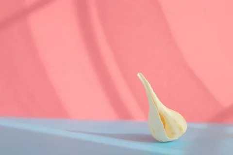 Seashell with shade on the blue background. Creative colorful minimalism. 스톡 사진