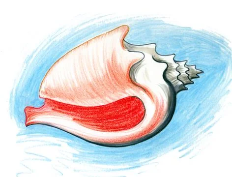 Seashell sketch Illustrazione stock