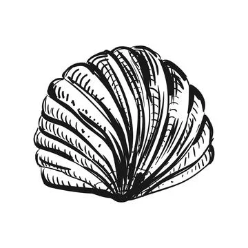 Seashell Sketch Illustration Stock Illustration