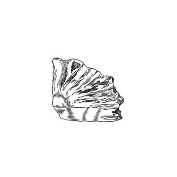 Seashell sketch vector illustration Stock Illustration