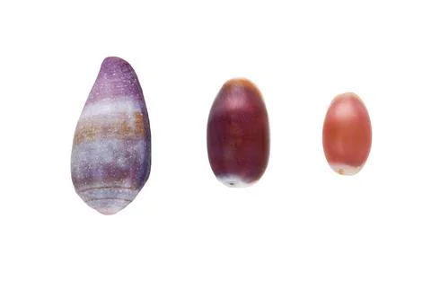 Seashell Snails Stock Photos