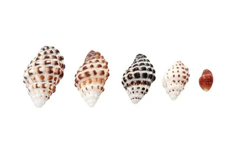Seashell Snails Stock Photos