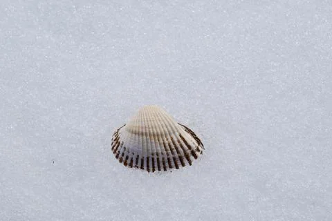 Seashell on the snow. Stock Photos