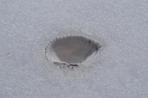 Seashell on the snow. Stock Photos