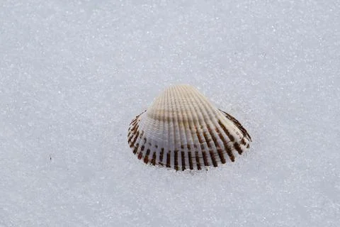 Seashell on the snow. Stock Photos