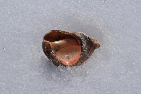Seashell on the snow. Stock Photos