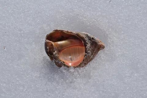 Seashell on the snow. Stock Photos