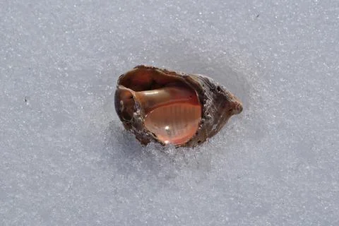 Seashell on the snow. Stock Photos