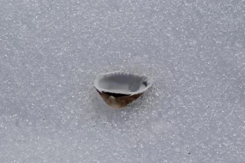 Seashell on the snow. Stock Photos