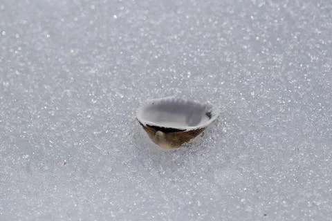 Seashell on the snow. Stock Photos