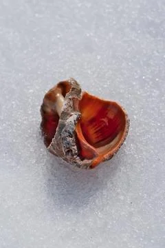 Seashell on the snow. Stock Photos
