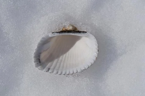 Seashell on the snow. Stock Photos