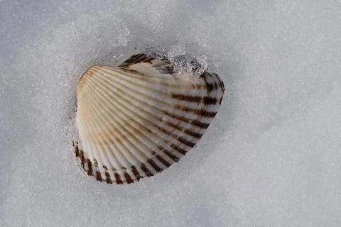 Seashell on the snow. Stock-Fotos