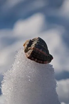 Seashell on the snow. Stock Photos