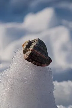 Seashell on the snow. Stock Photos
