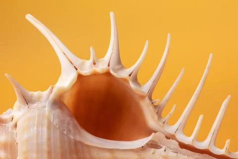 Seashell spikes on a yellow background Foto stock