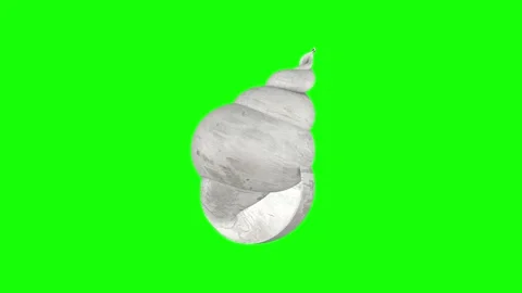A seashell spins on a green screen. 3D animation. Stock Footage 250544457