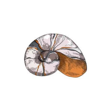 Seashell with spiral form in colored sketch style, vector illustration isolated Illustrazione stock