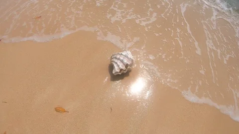 A seashell spreads her wings. Stock Footage 107690733