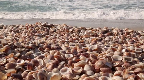 Seashell Stack with sea waves Pan 03 Stockbeeldmateriaal 46522316