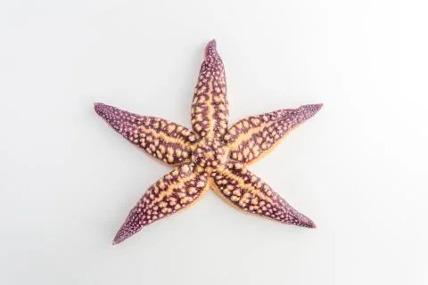 Seashell starfish Stock Photos