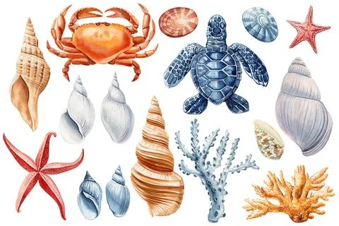 Seashell, starfish, turtle, crab and coral watercolor clipart Beautiful Marine Stock Illustration