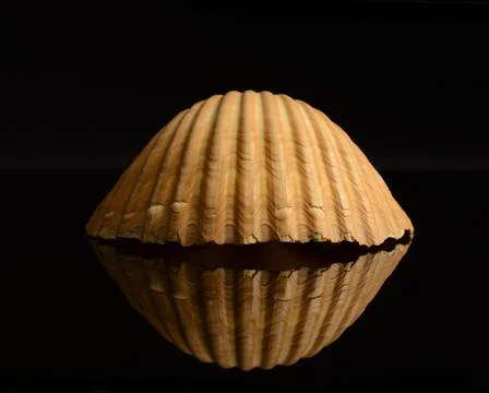 Seashell Still Life Stock Photos