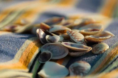 Seashell Still Life Stock Photos