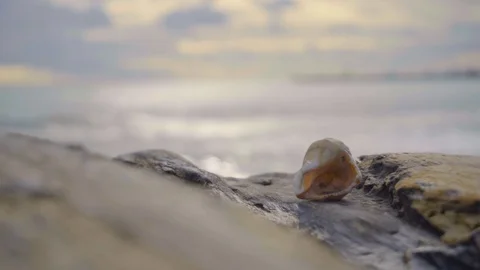Seashell on a stone against the background of the sea. Overall plan. Stock Footage 102560615