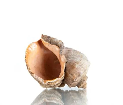 Seashell, studio shot Stock-Fotos